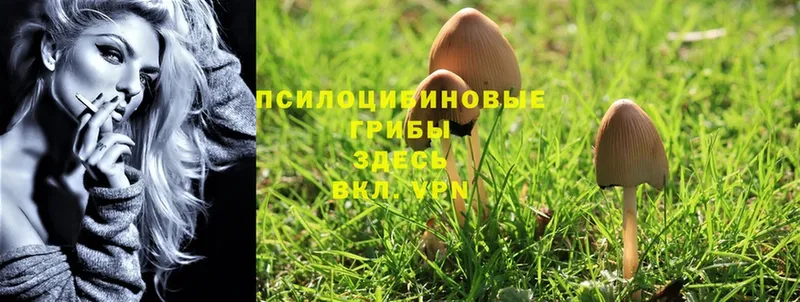 Галлюциногенные грибы Psilocybe  цена наркотик  Барнаул 